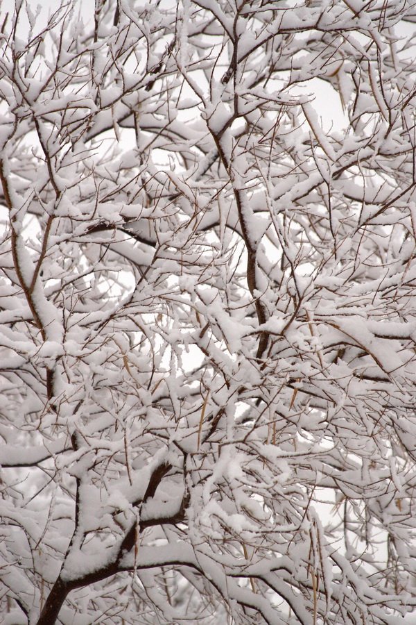 snow-covered tree limbs