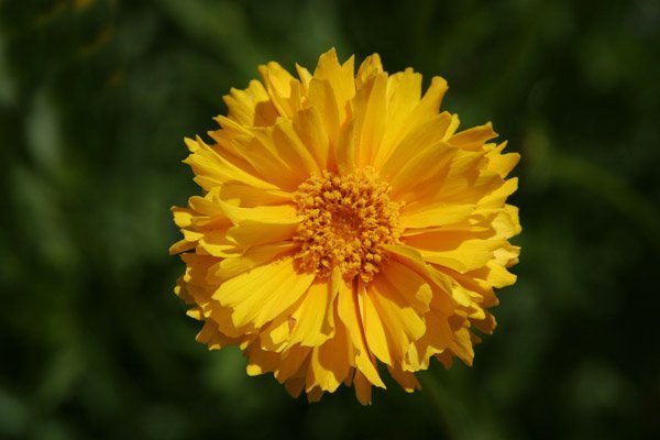 Improving Your Photography with Depth of Field