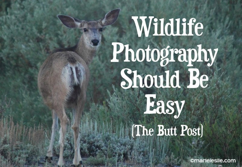 Wildlife Photography Should Be Easy
