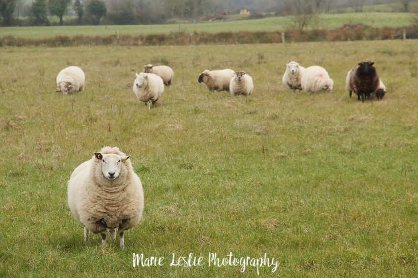 Sheep Ireland