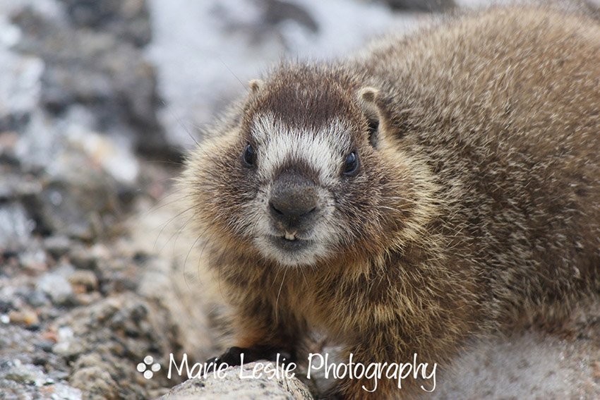 Mr. Marmot