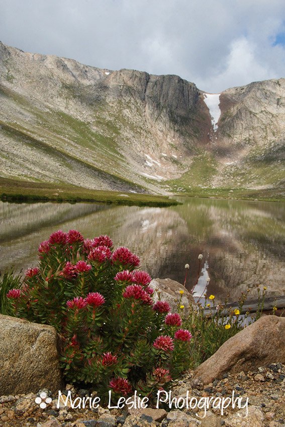 summer flowers at summit lake