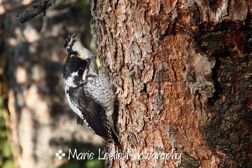 Downy Woodpecker