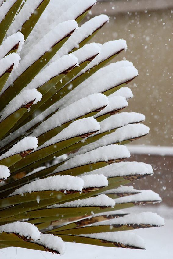 snowy plants