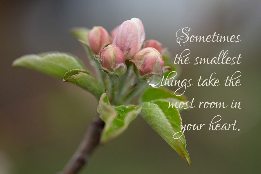 Sometimes the smallest things take the most room in your heart. 