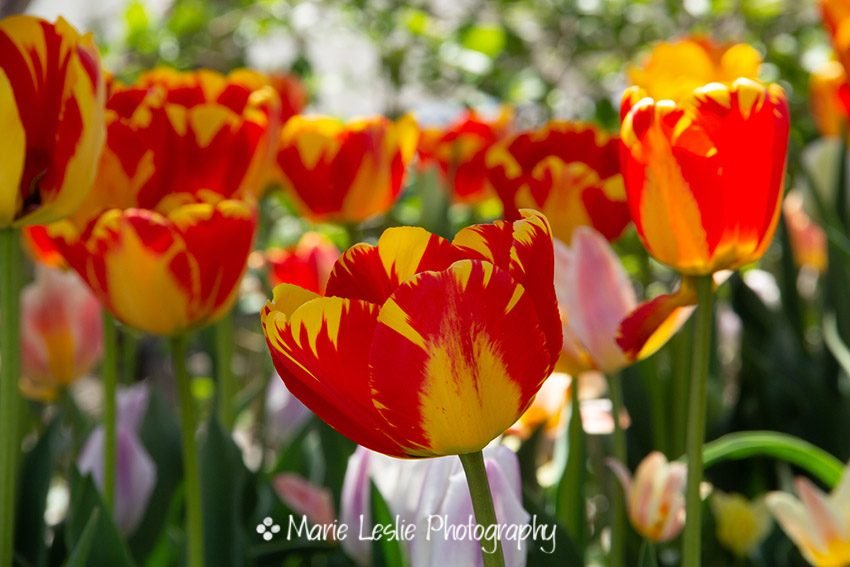 Red and Yellow