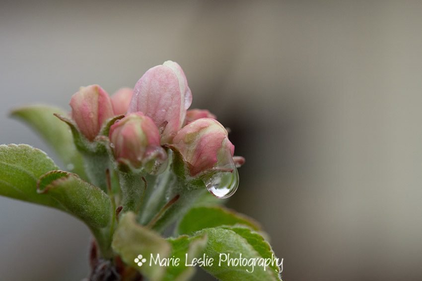 Sweet Apple Spring