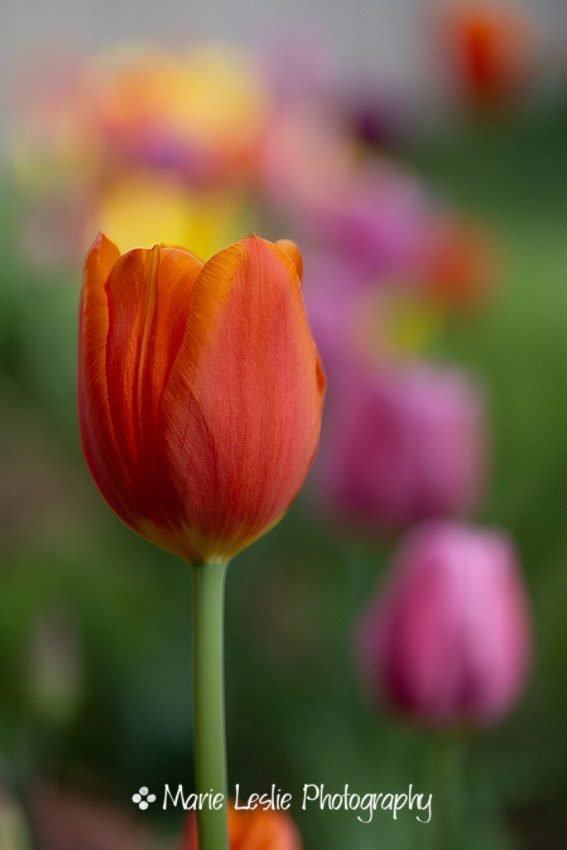 Tulip in the Garden
