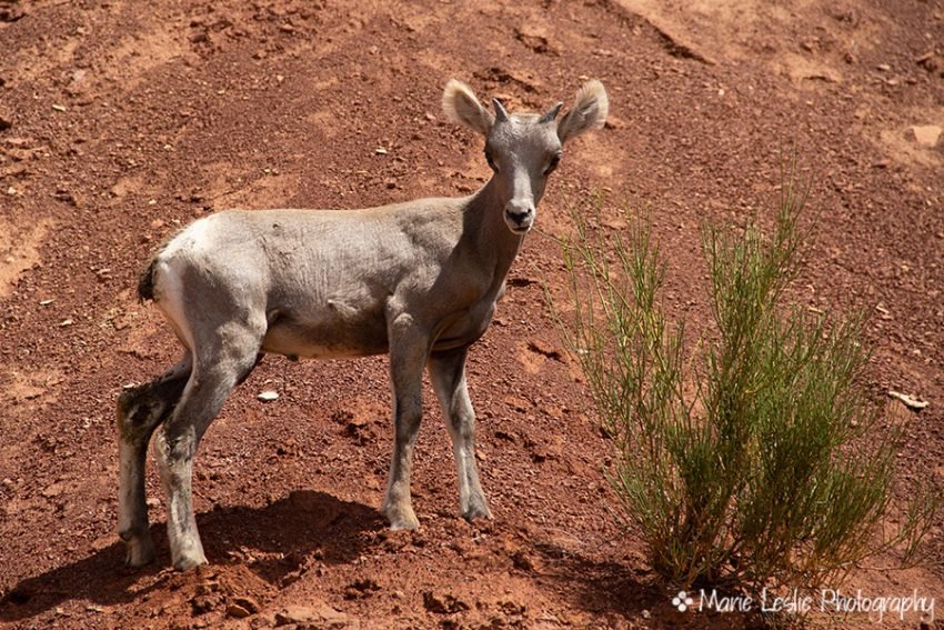 Baby Bighorn sheep