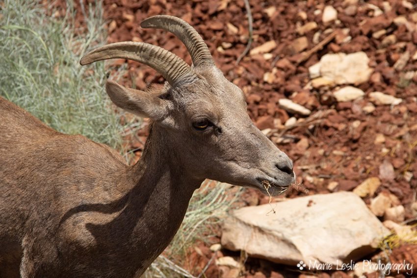 Mama Bighorn at Colorado National Monument