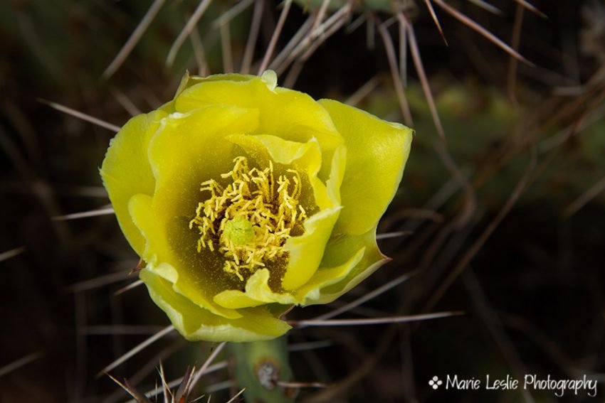 Prickly Pear Cactus Flower