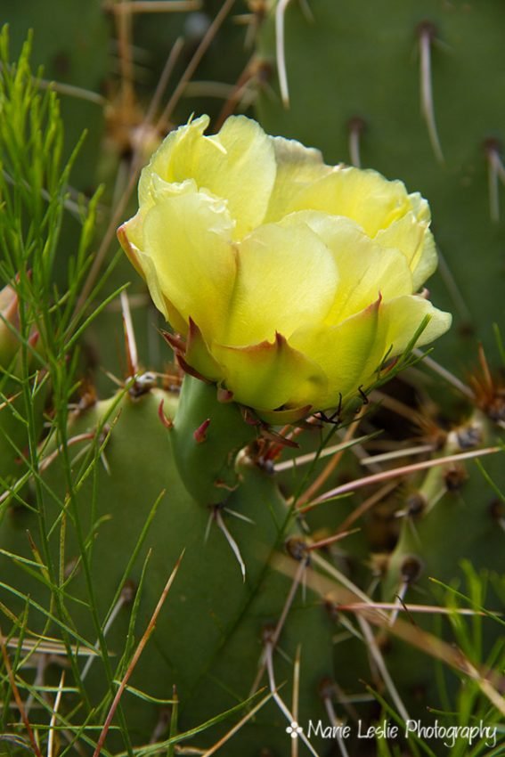 Prickly Pear Cactus Blossom