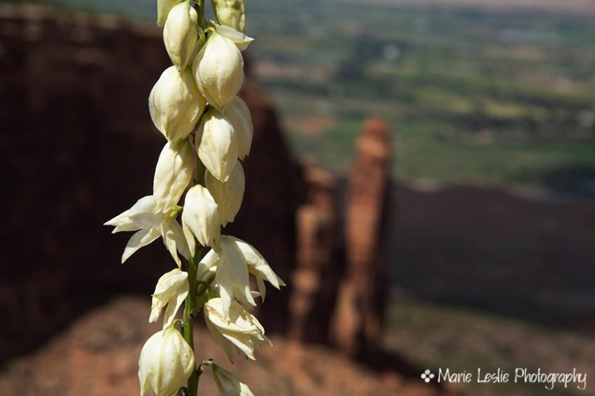 Yucca at Colorado Monument