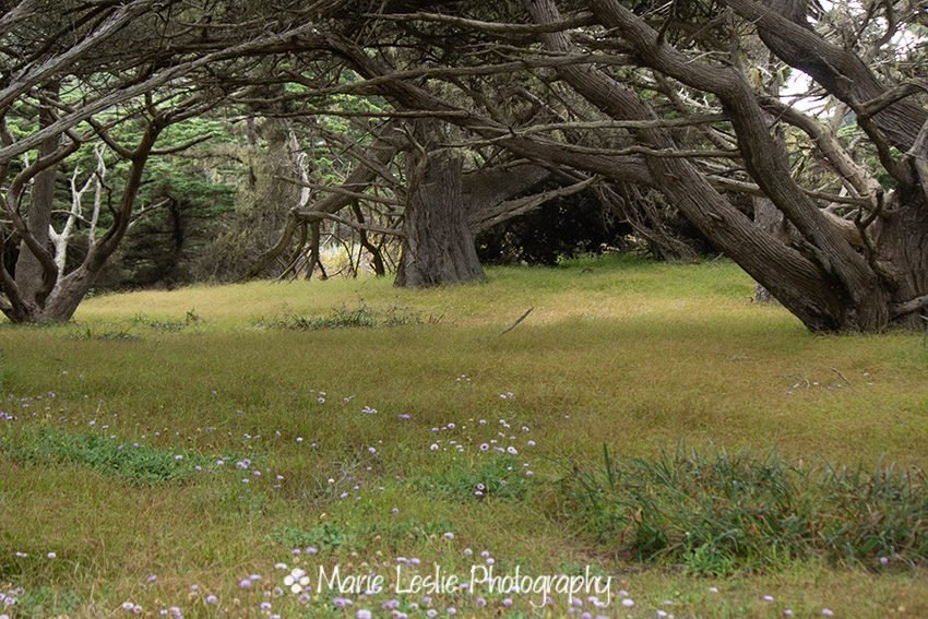 Carmel Meadow