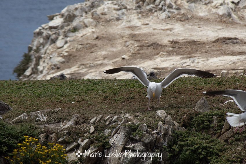 gull at Bird Island
