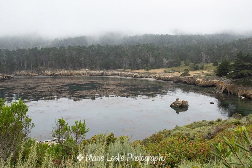 Whaler's Cove at Point Lobos