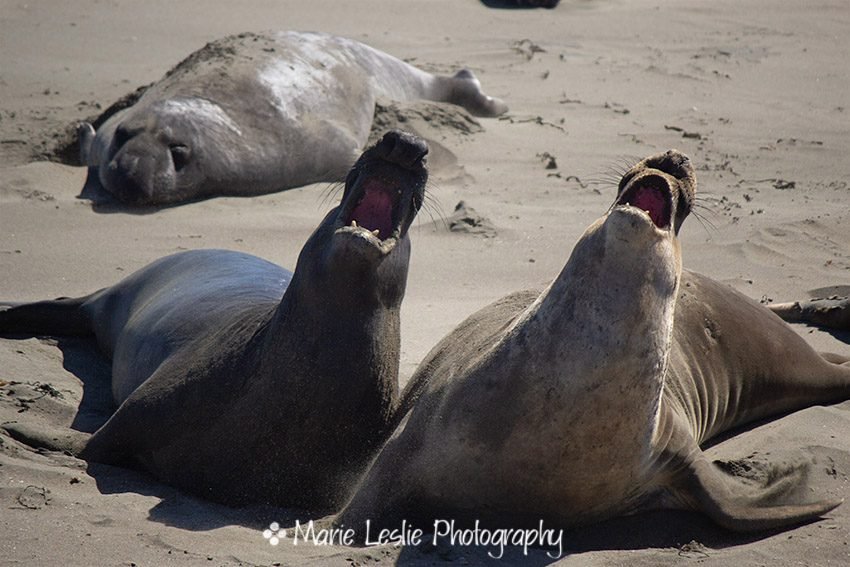 Ocean side Duet