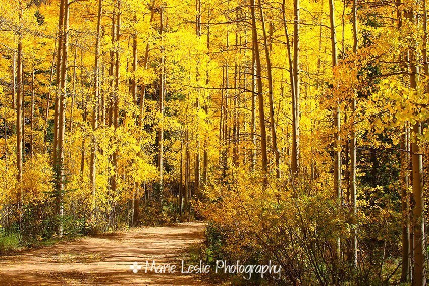 A-Walk-in-the-Autumn-Wood