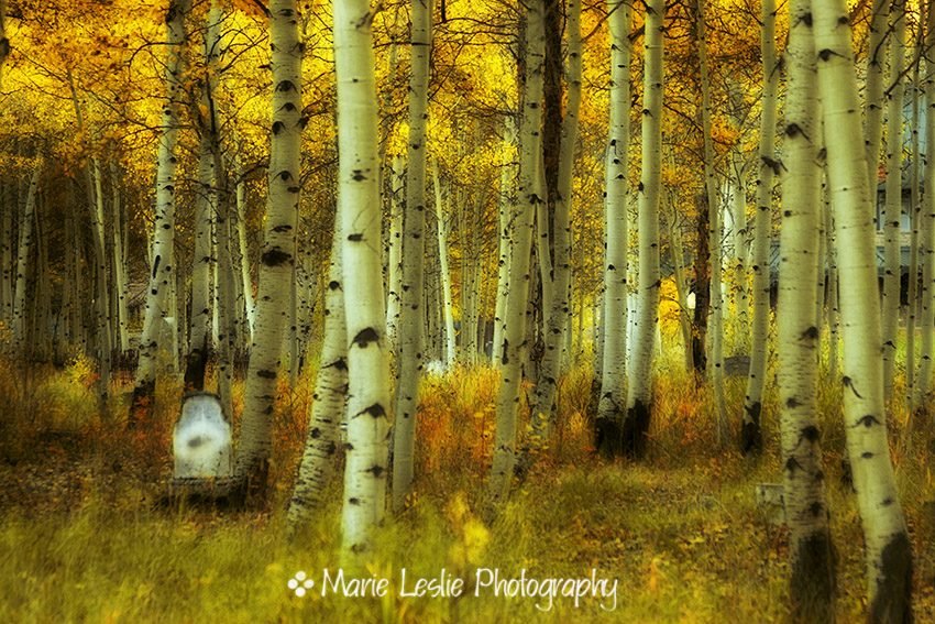 Alvarado Autumn 1