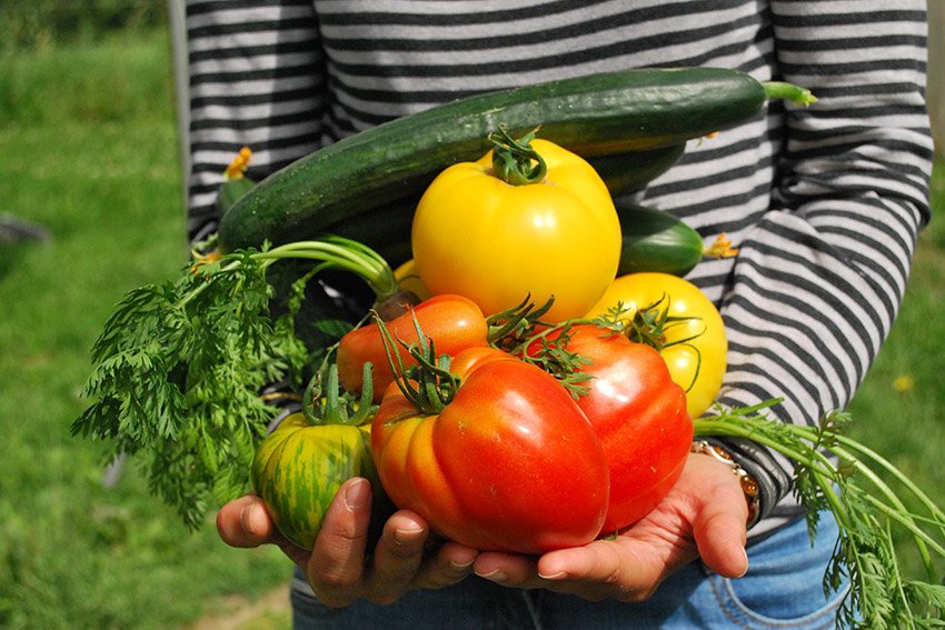 how-to-grow-a-successful-vegetable-garden-this-year