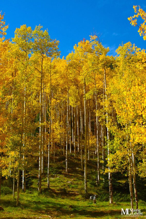 Autumn at Guanella Pass