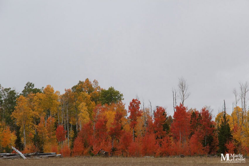 stunning fall photography brilliant colors