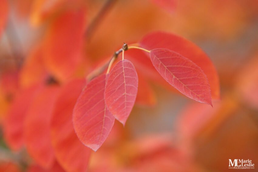 red-fall-leaves