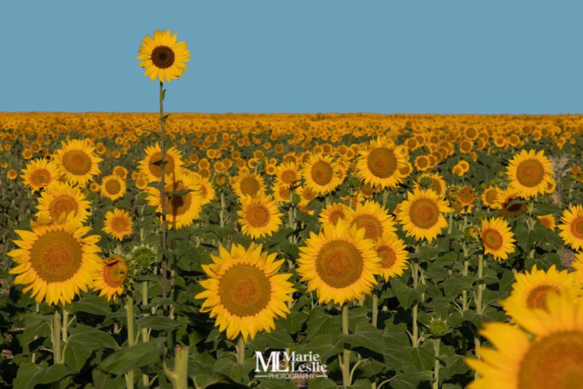 standout-sunflower