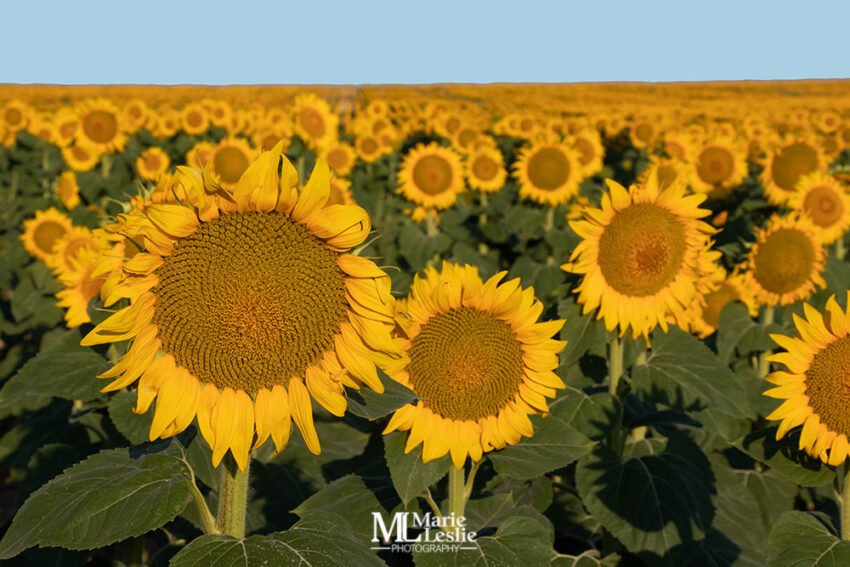 stunning-sunflower-photos