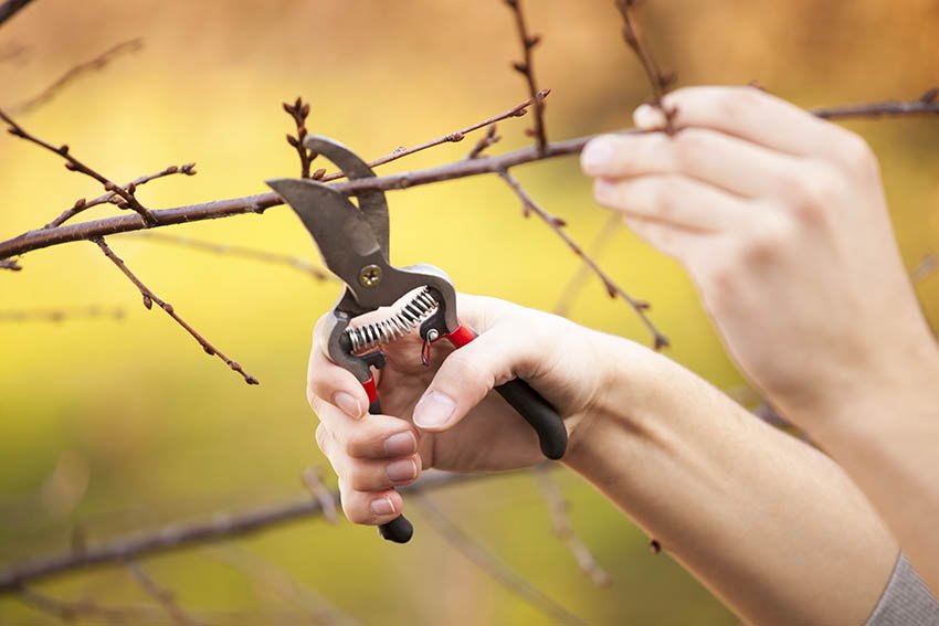 pruning trees during a spring clean your yard